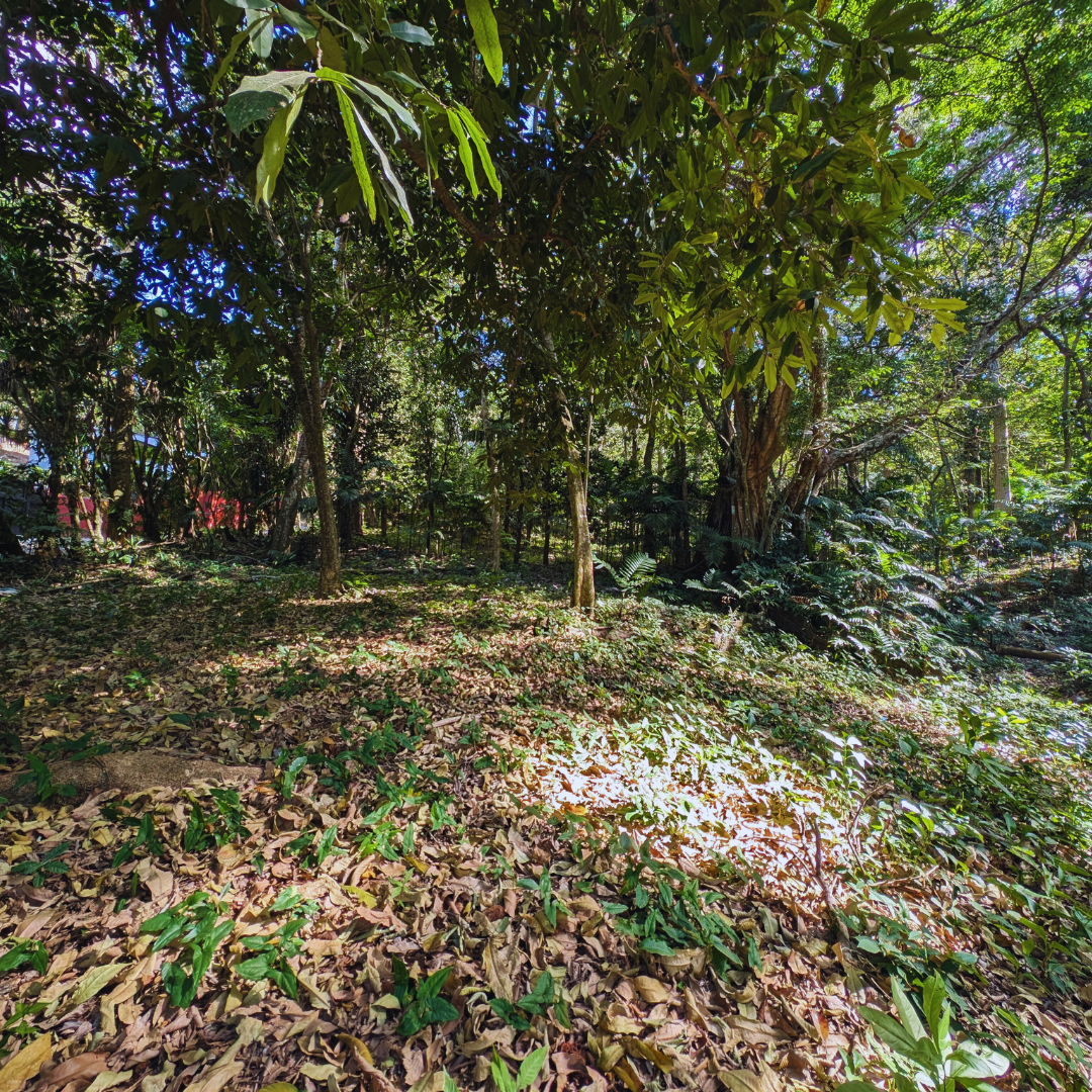 Terreno en Venta en Planes de Renderos: Invierte en Tu Futuro con 1,630 m² de Oportunidad Única