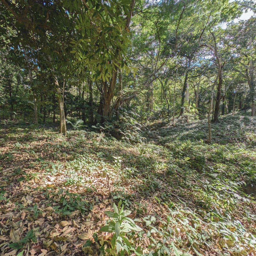 Terreno en Venta en Planes de Renderos: Invierte en Tu Futuro con 1,630 m² de Oportunidad Única