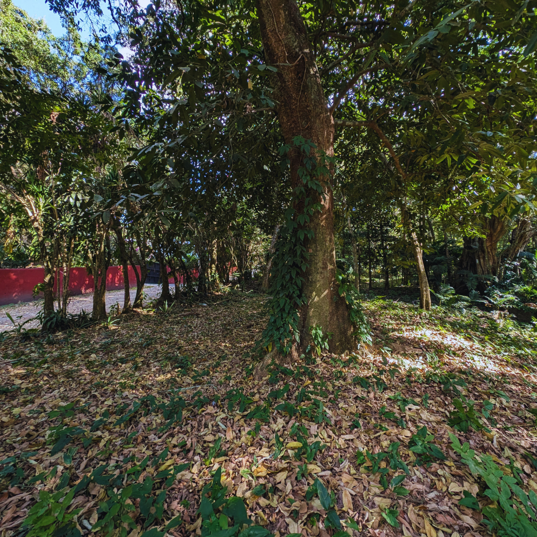 Terreno en Venta en Planes de Renderos: Invierte en Tu Futuro con 1,630 m² de Oportunidad Única