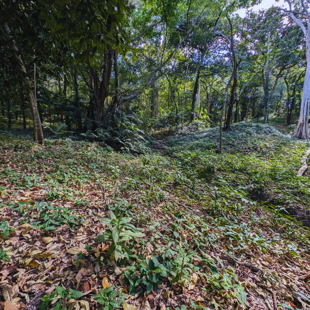 Terreno en Venta en Planes de Renderos: Invierte en Tu Futuro con 1,630 m² de Oportunidad Única