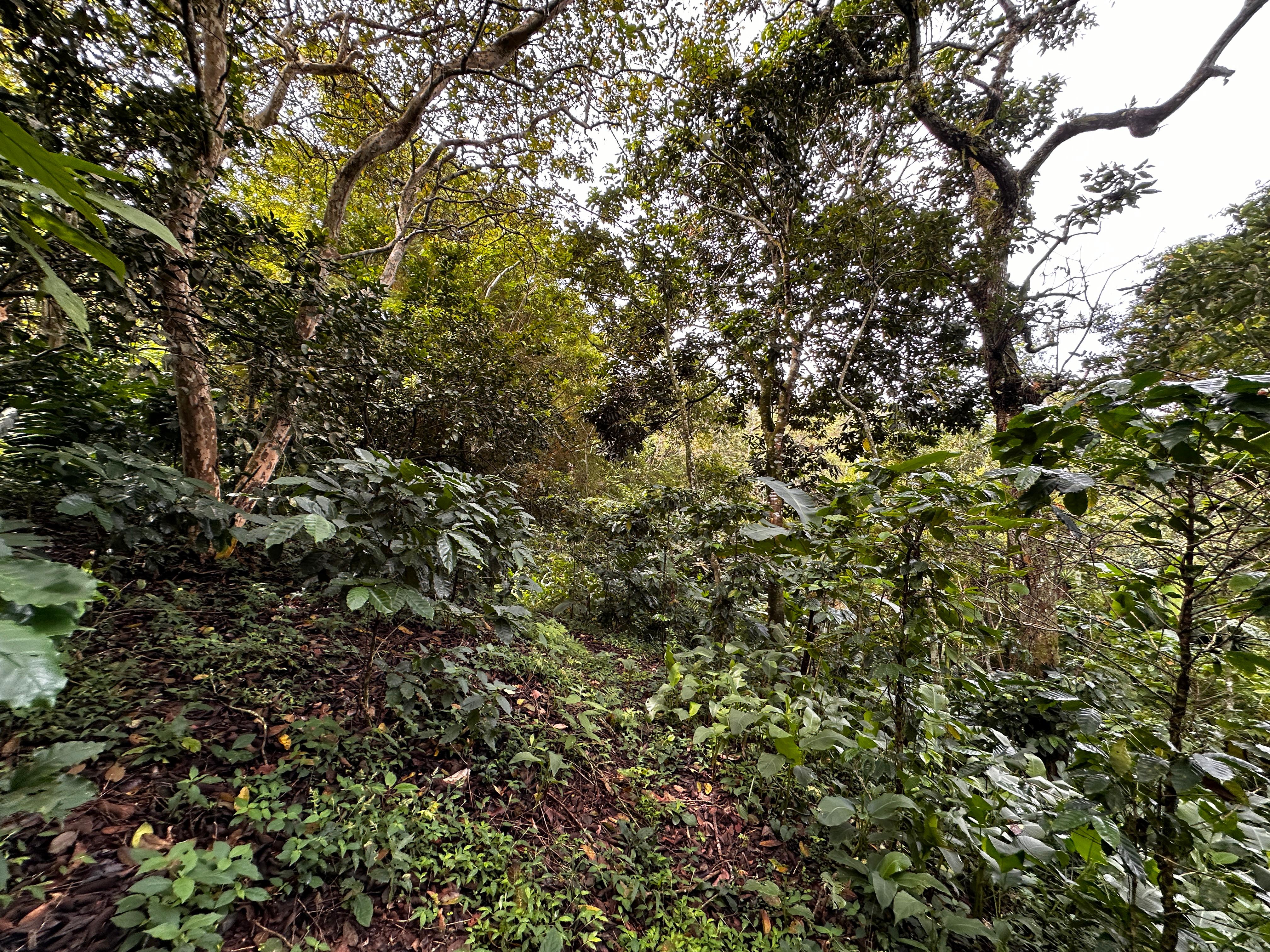 San Salvador | Se vende quinta de 4.3 manzanas en zona Planes de Renderos