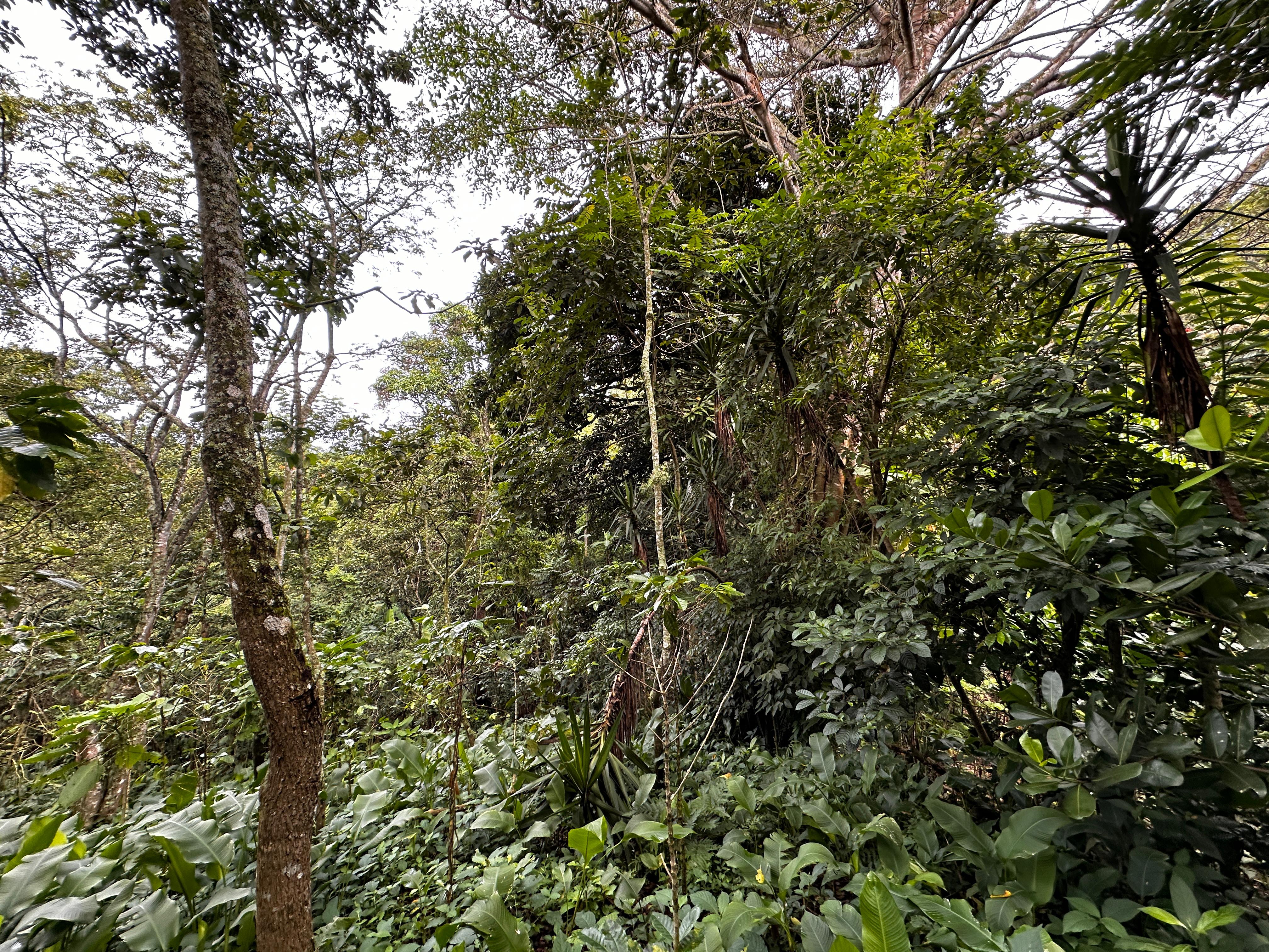 San Salvador | Se vende quinta de 4.3 manzanas en zona Planes de Renderos