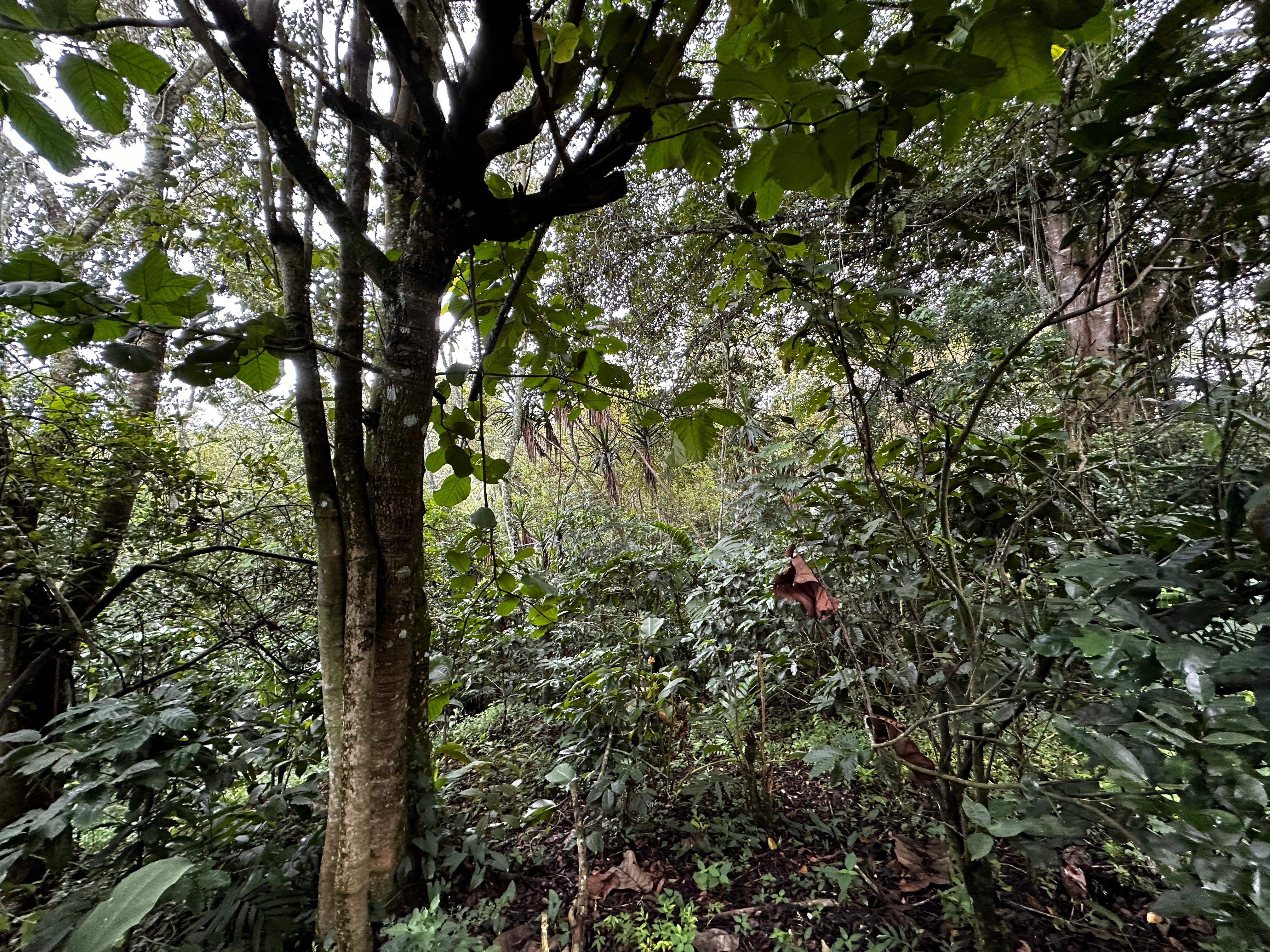 San Salvador | Se vende quinta de 4.3 manzanas en zona Planes de Renderos