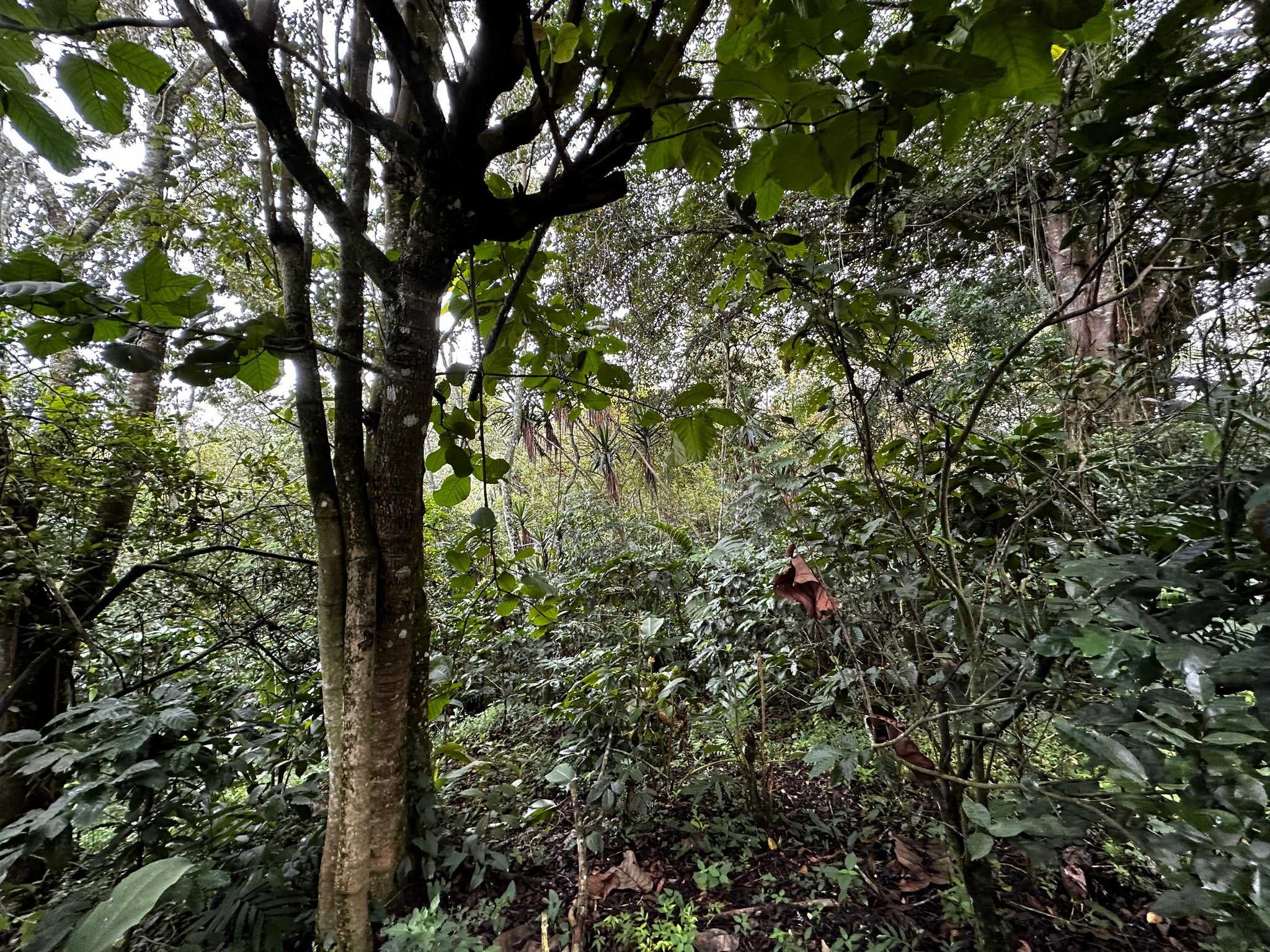 San Salvador | Se vende quinta de 4.3 manzanas en zona Planes de Renderos