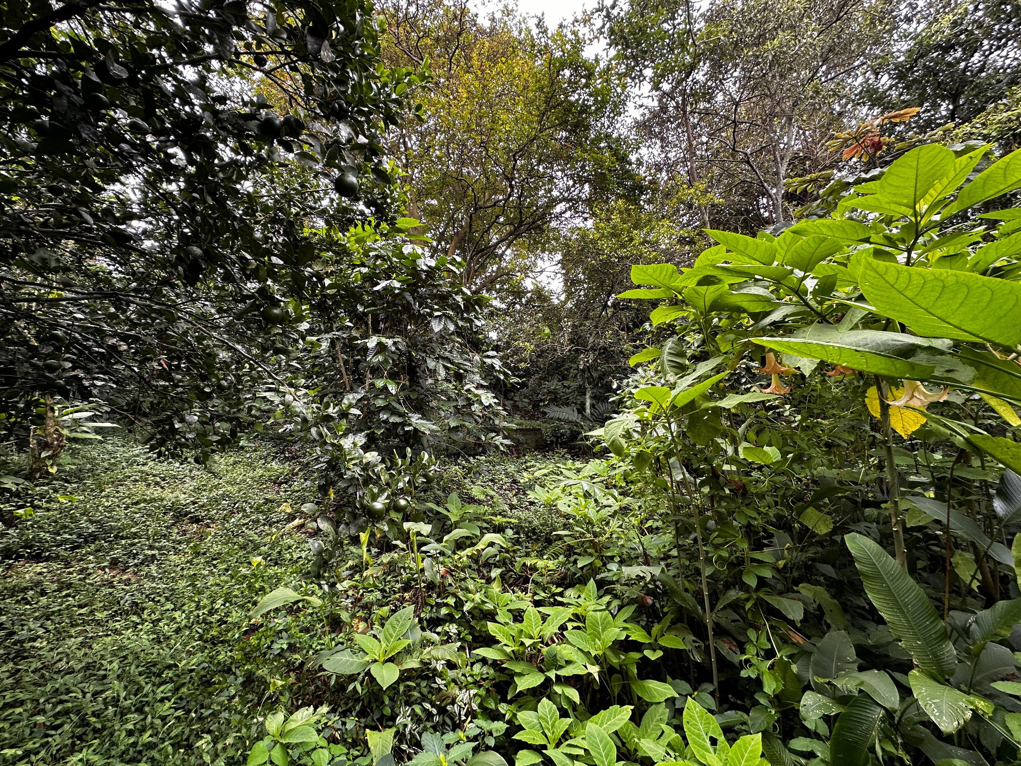 San Salvador | Se vende quinta de 4.3 manzanas en zona Planes de Renderos