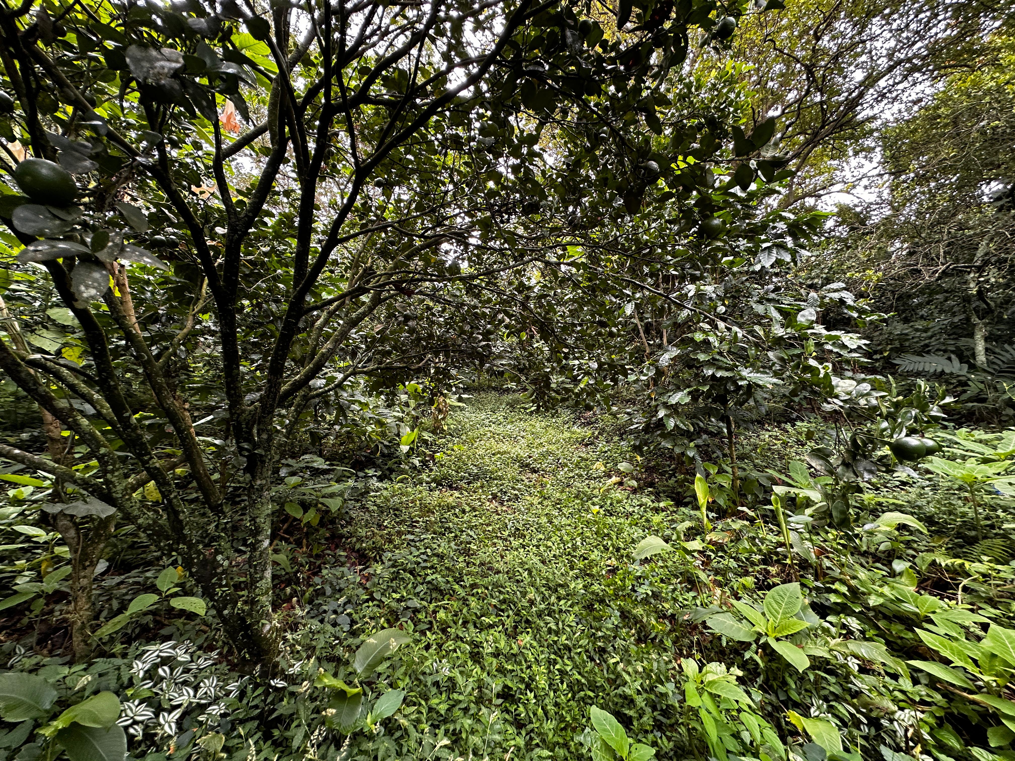 San Salvador | Se vende quinta de 4.3 manzanas en zona Planes de Renderos