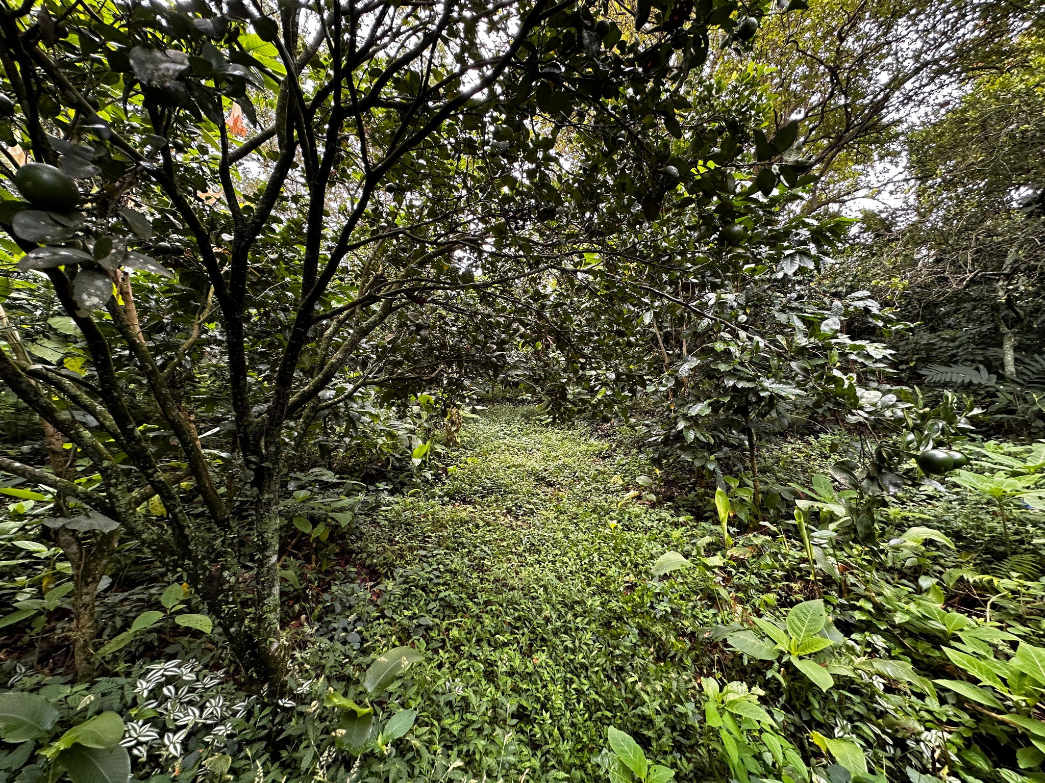 San Salvador | Se vende quinta de 4.3 manzanas en zona Planes de Renderos