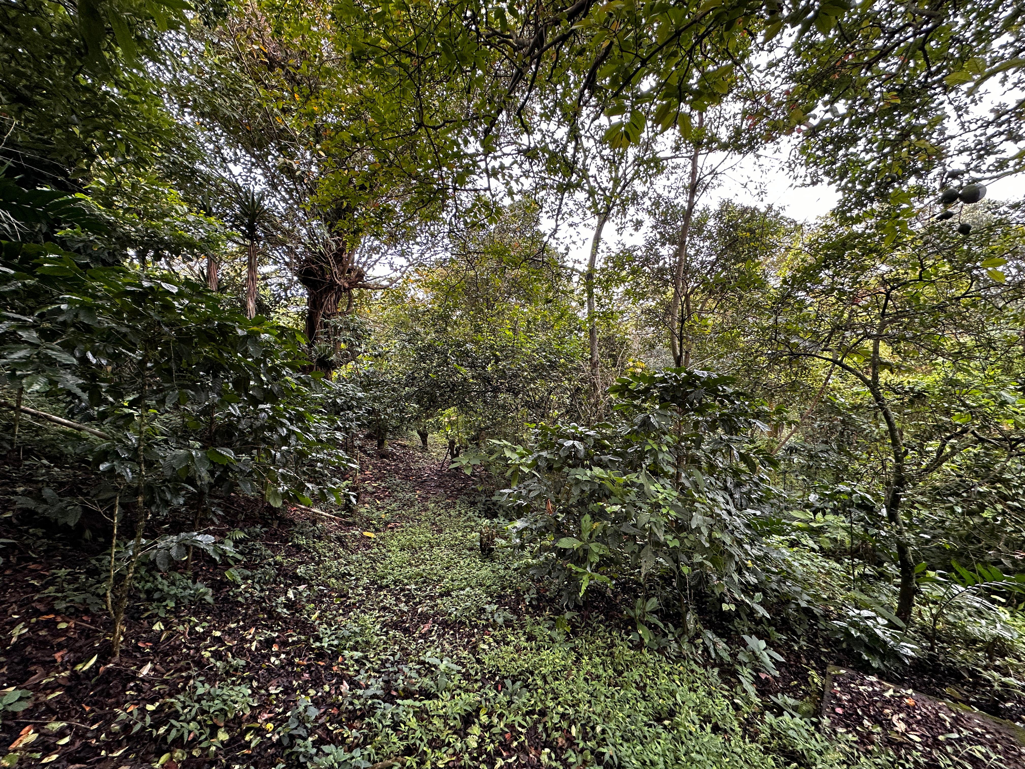 San Salvador | Se vende quinta de 4.3 manzanas en zona Planes de Renderos