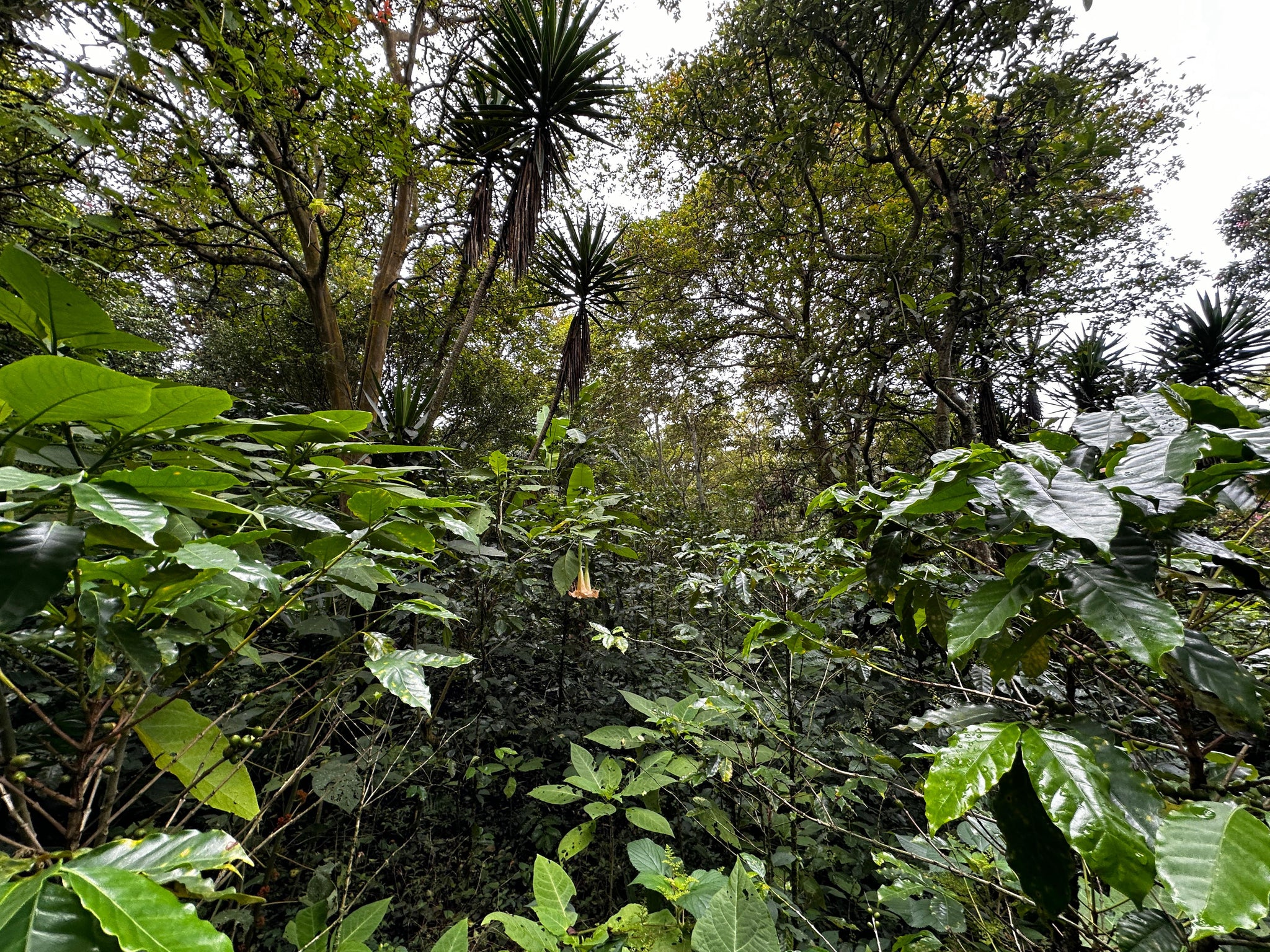 San Salvador | Se vende quinta de 4.3 manzanas en zona Planes de Renderos